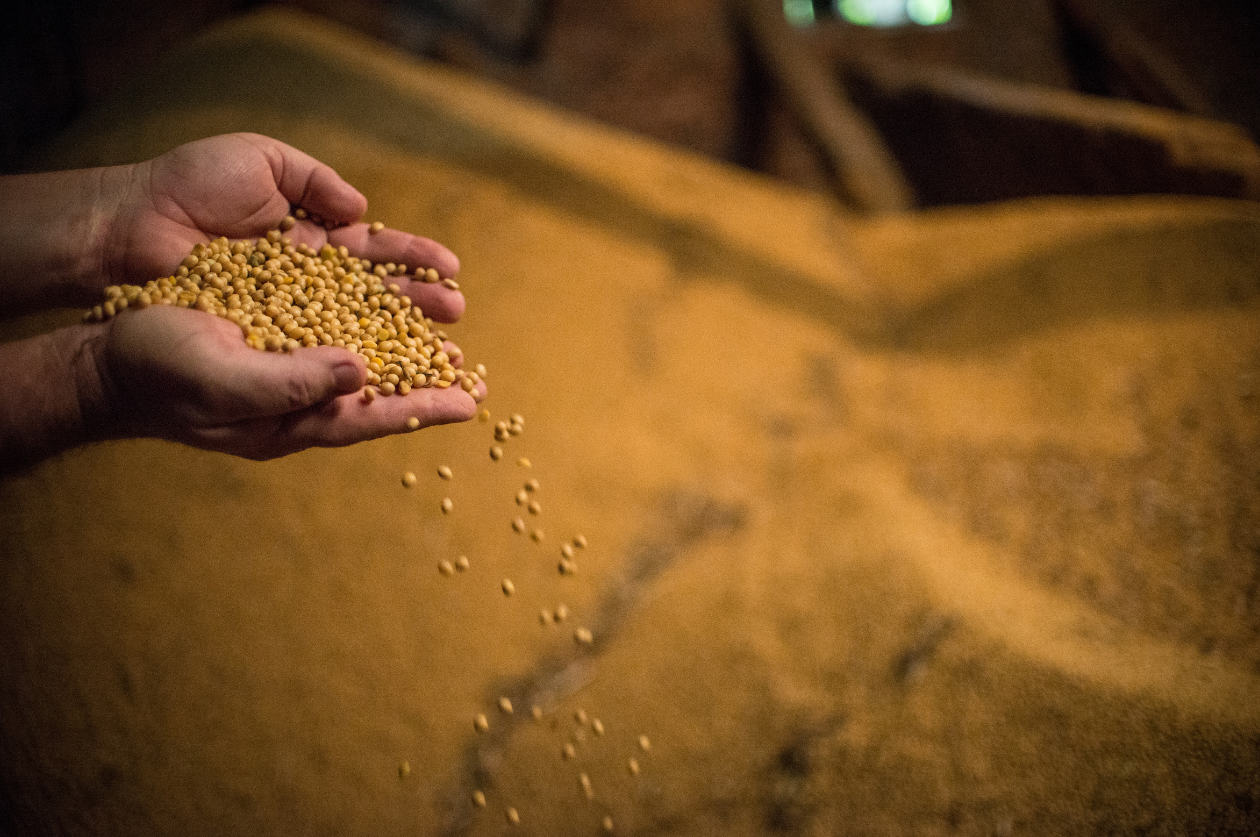 Soybean seeds