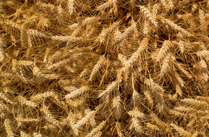 Wheat