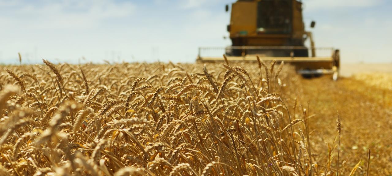 Sustainable wheat harvest