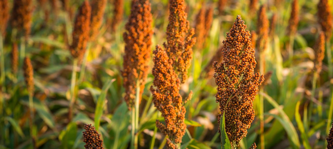 Sorghum